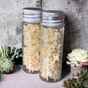 1 Real Snake Vertebrae Eastern Rat Snake 17mL Glass Vial Oddities